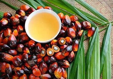 Palm oil for power: airline's first commercial flight completed